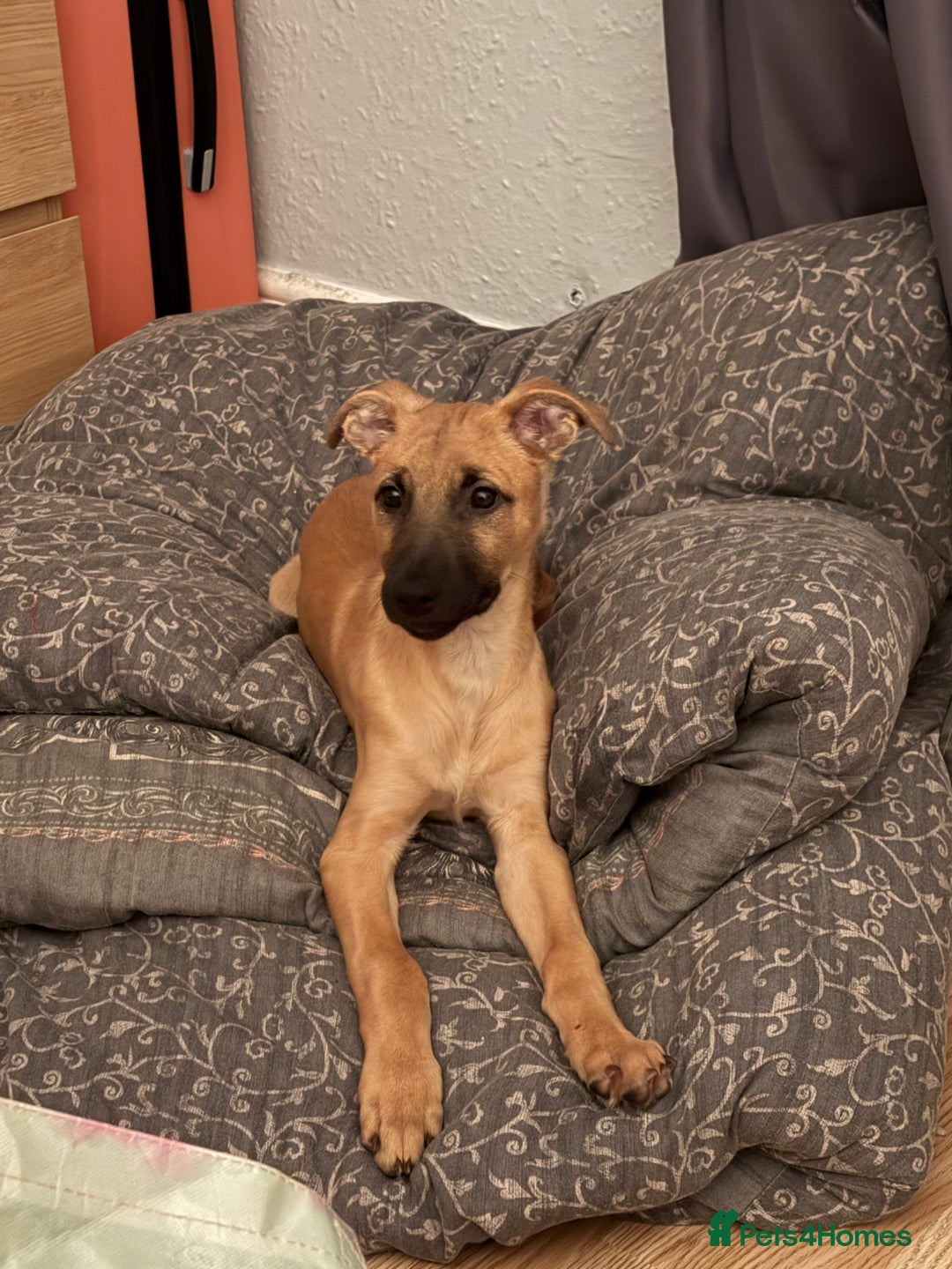 Lurcher dogs for sale: Last Dog! Male Lurcher Tan pup, last one to go!  - Image 1