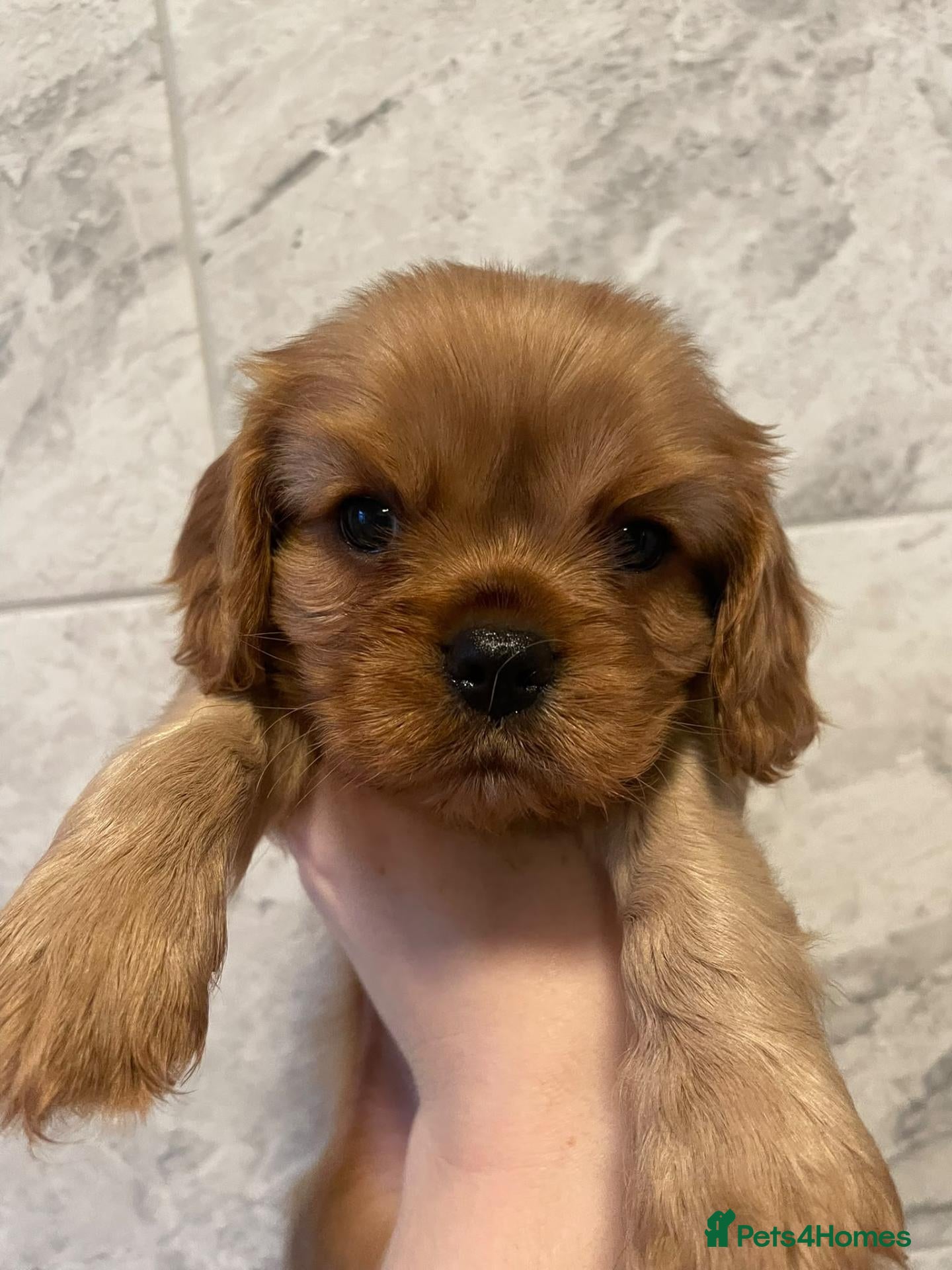 Cavalier King Charles Spaniel dogs READY NOW KC reg old type cavs REDUCED  - Advert 4
