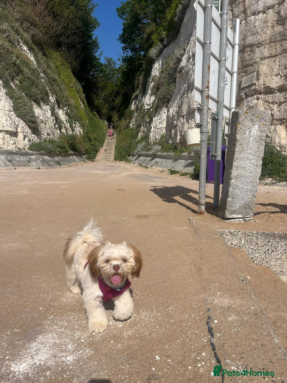 Shih Tzu dogs for sale: 8 month old Lilac Shih Tzu  in Broadstairs - Advert 1
