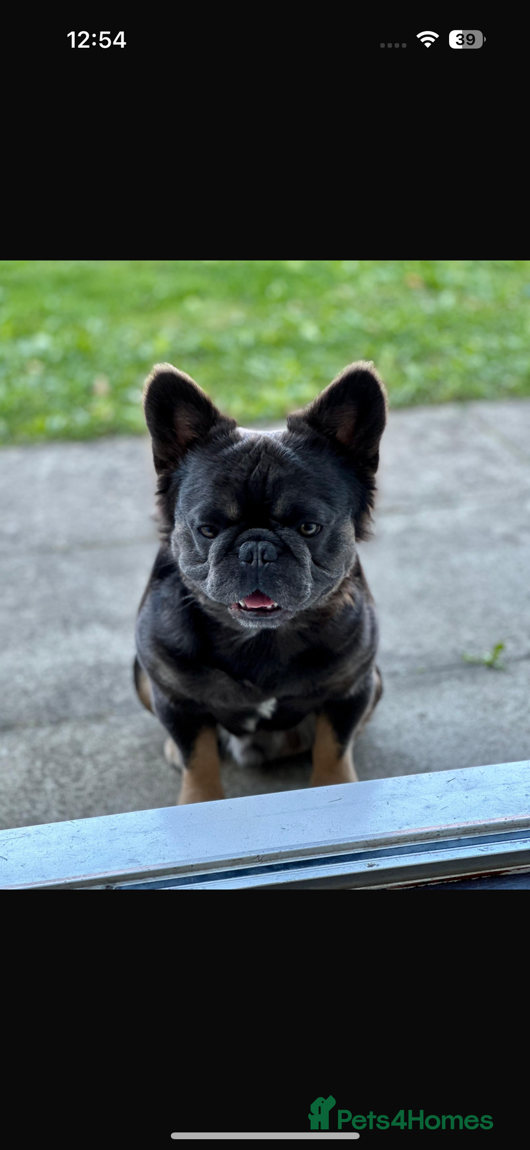 French Bulldog dogs for sale: French bulldog fluffy male  - Advert 2