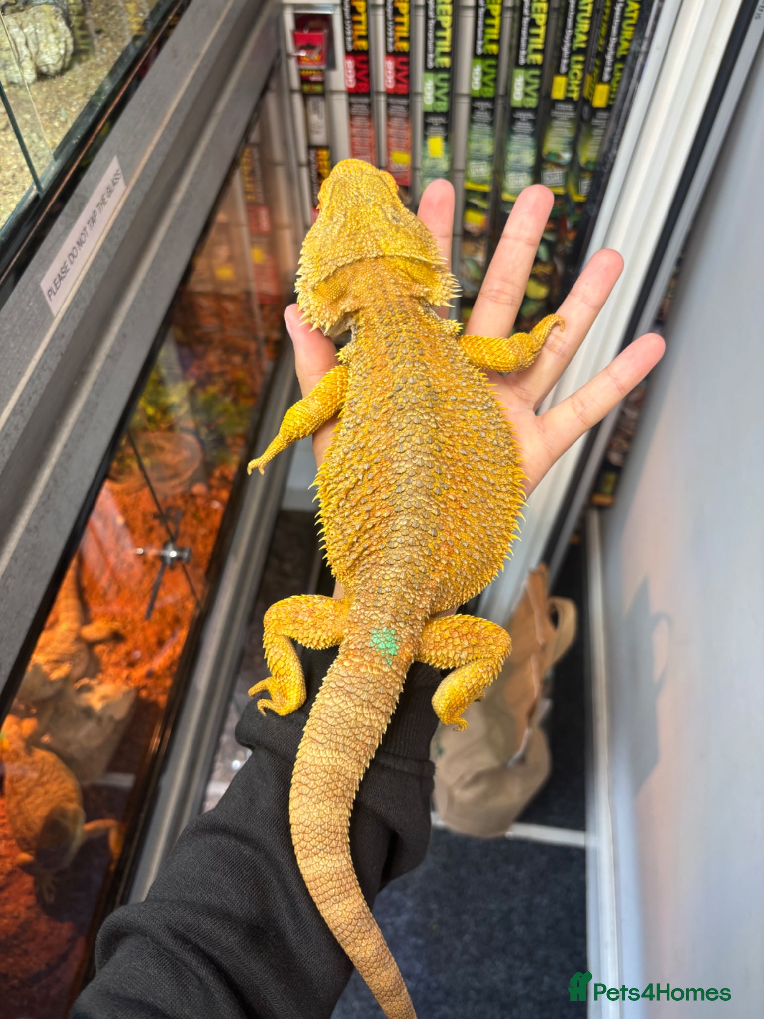 Bearded Dragon reptiles MALE bearded dragon  - Advert 10