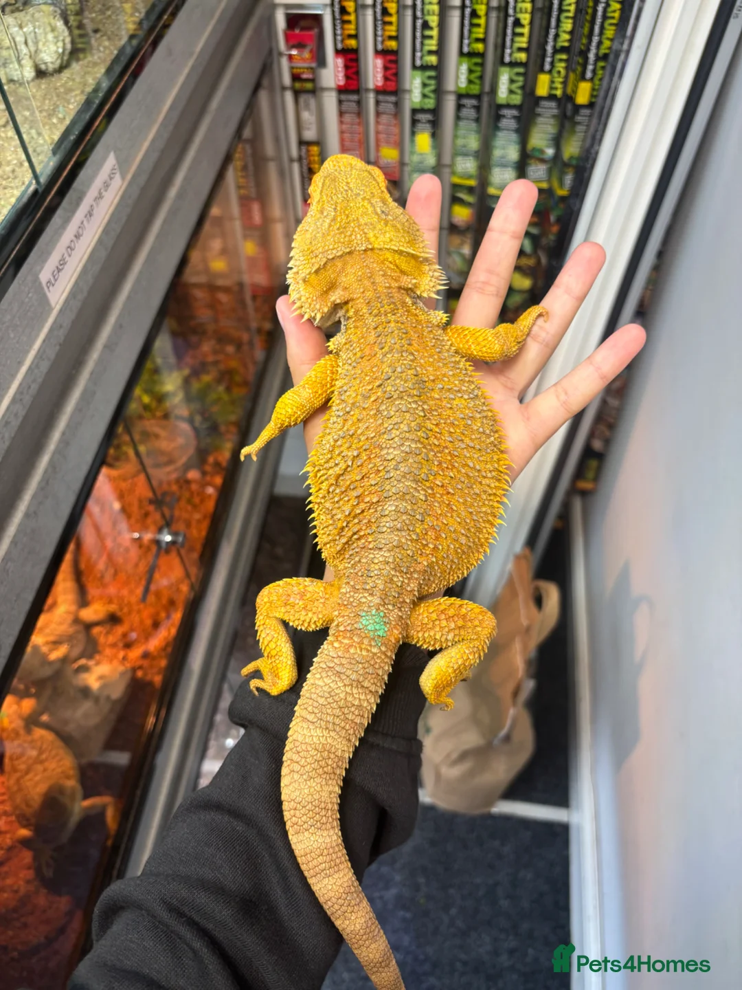 Bearded Dragon reptiles for sale: MALE bearded dragon  - Advert 1