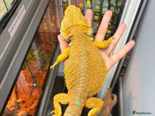 Bearded Dragon reptiles MALE bearded dragon - Advert 2