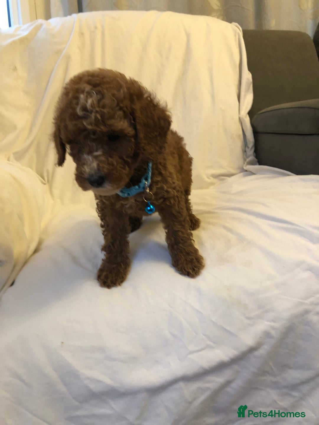 Cockapoo dogs for sale: Cockapoos - Advert 13