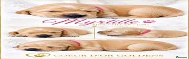 Golden Retriever pink collar