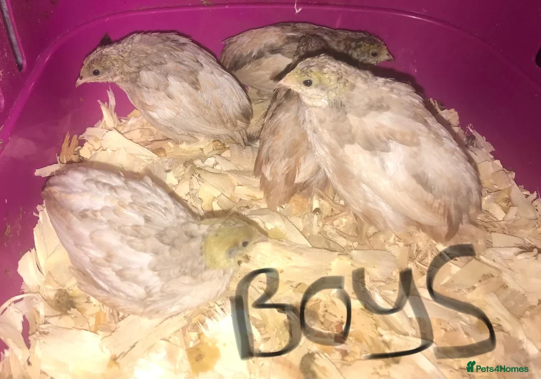 Quail poultry for sale: SEXED CHINESE PAINTED BUTTON QUAILS ! - Advert 4