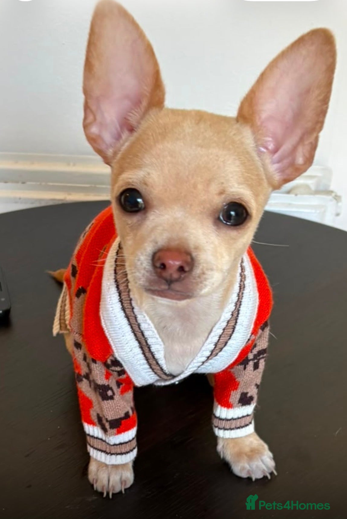 Chihuahua dogs 1 boy left - Advert 2