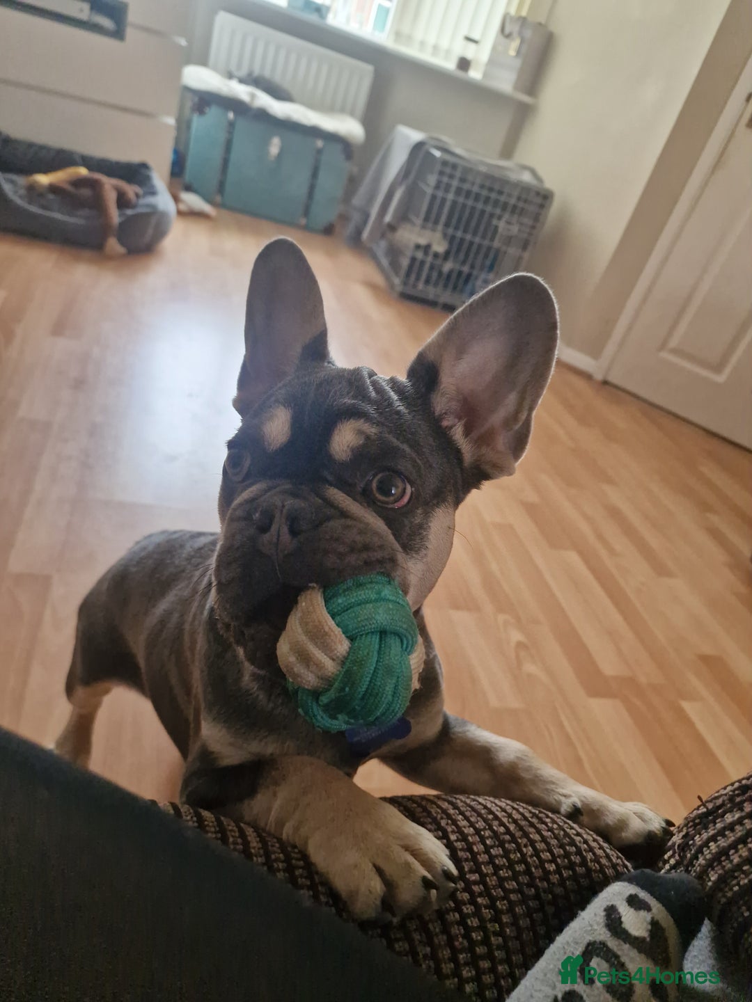 French Bulldog dogs for sale: Male 7 month old frenchie  - Image 5