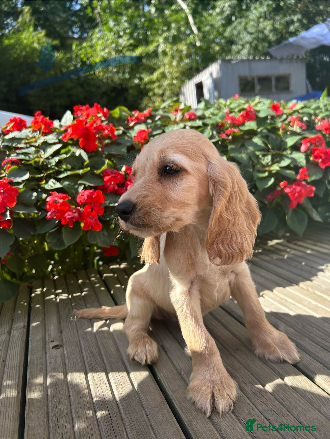 Cocker Spaniel dogs for sale: Cocker spaniel puppies - Image 22