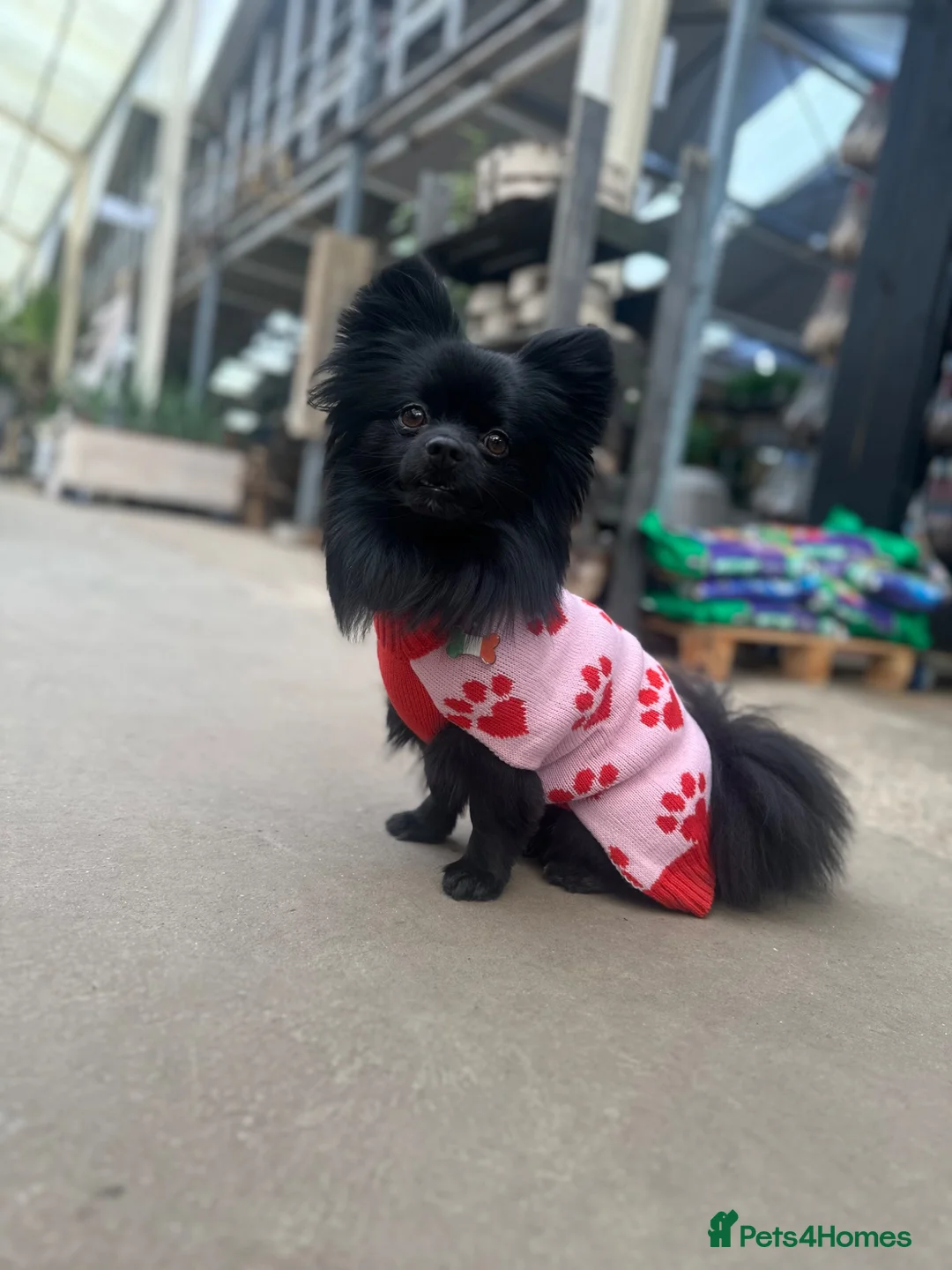 Pomeranian dogs for stud: STUD ONLY - Black Pom x Papillon  - Advert 7