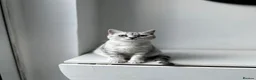 British Shorthair cats for sale: British Shorthair Kittens For sale - Advert 9