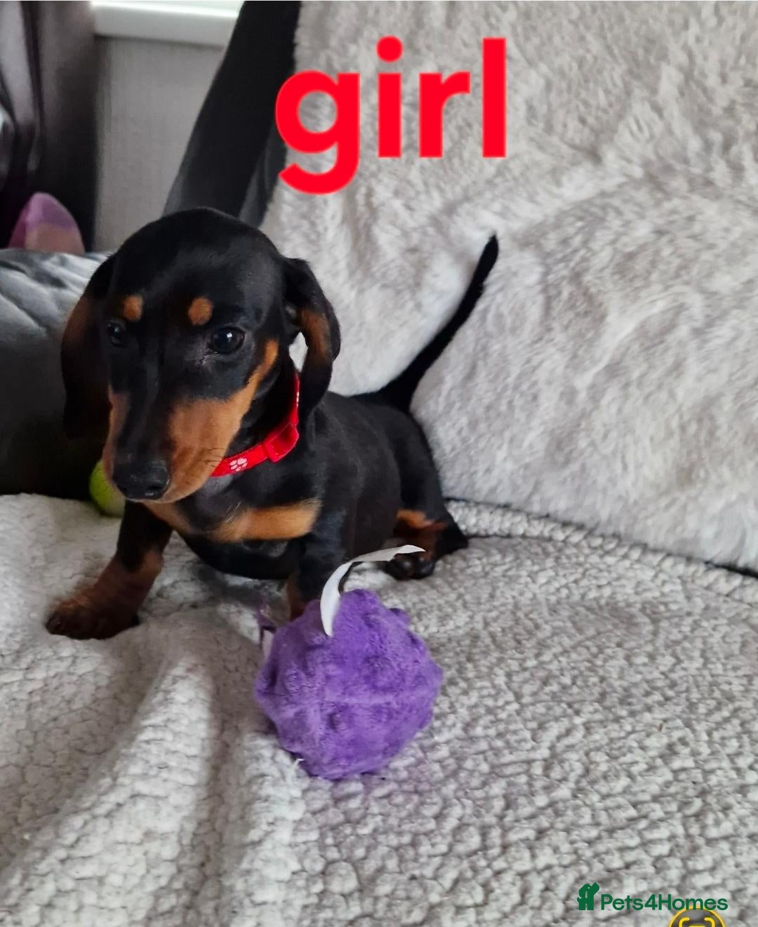 Miniature Dachshund dogs Can go KC reg PRA CLEAR MINIATURE DACHSHUND - Advert 2