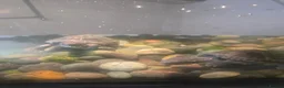 Turtle reptiles for sale: Water turtles  in Dundee - Advert 4