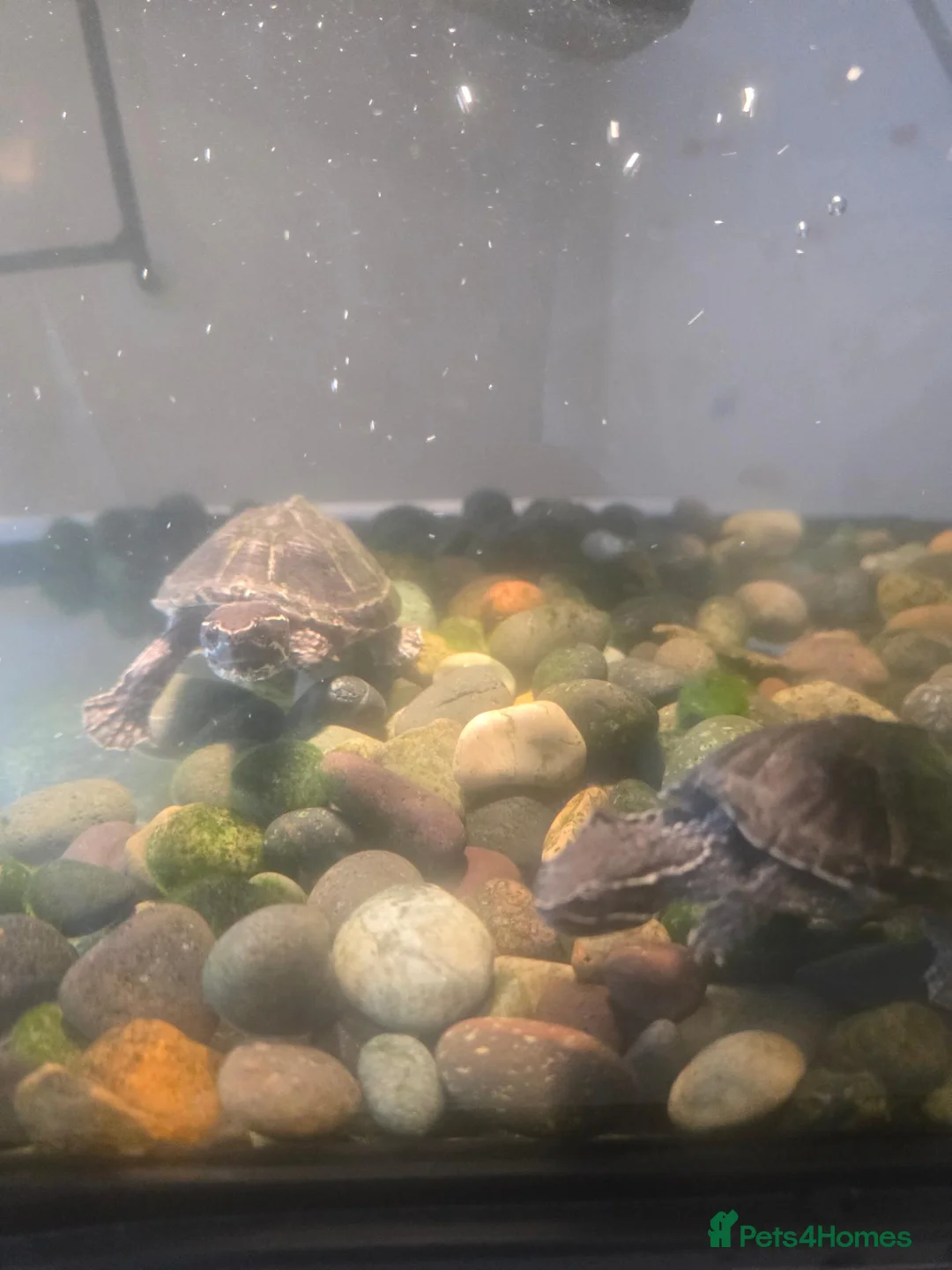 Turtle reptiles for sale: Water turtles  in Dundee - Advert 4