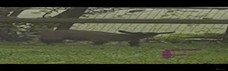 Goats livestock for sale: Pygmy goats - Advert 7
