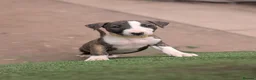 English Bull Terrier dogs for sale: Working and Sporting English Bull Terriers  - Advert 20