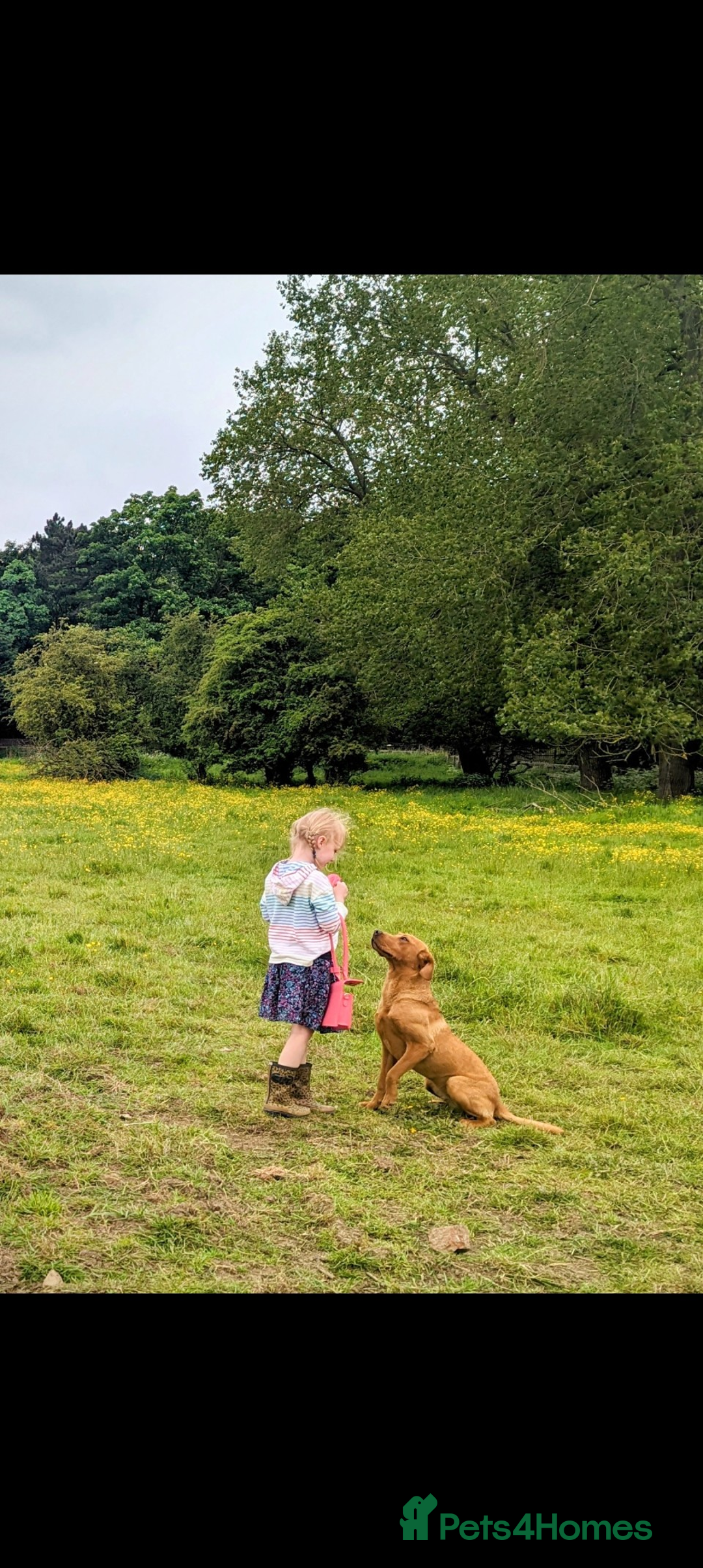 Labrador Retriever dogs for sale: RKC Fox Red Puppies - Litter Due 25th December - Advert 7