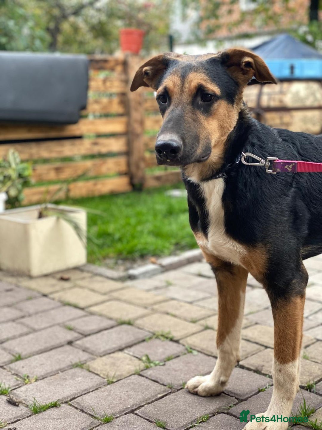 Mixed Breed dogs for adoption: 💙🐶 BRUNO -The Big, Loving Pup: FOSTER or ADOPT - Advert 22