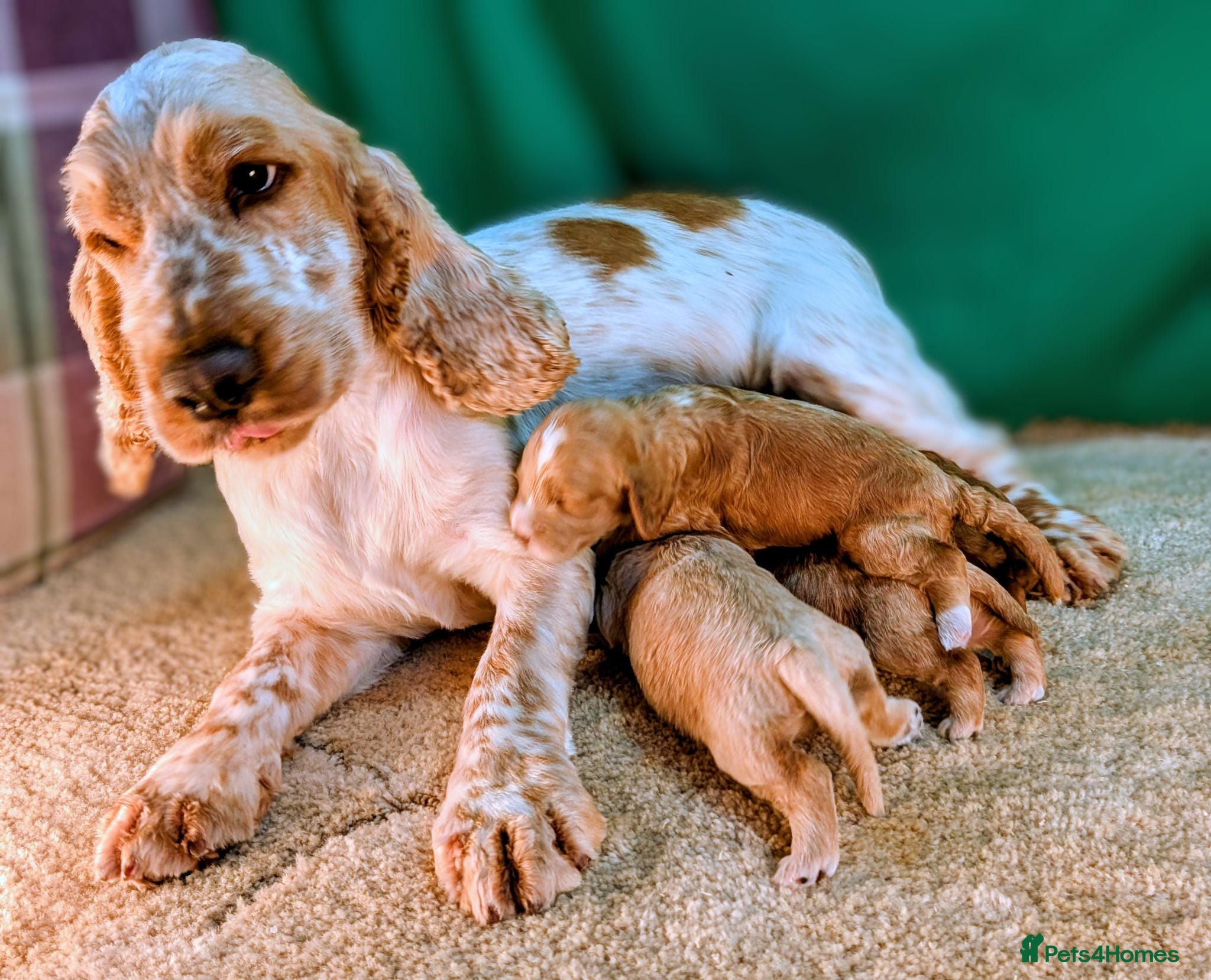 Cockapoo dogs Beautiful F1Cockapoo Puppies For Sale 🐶 - Advert 2