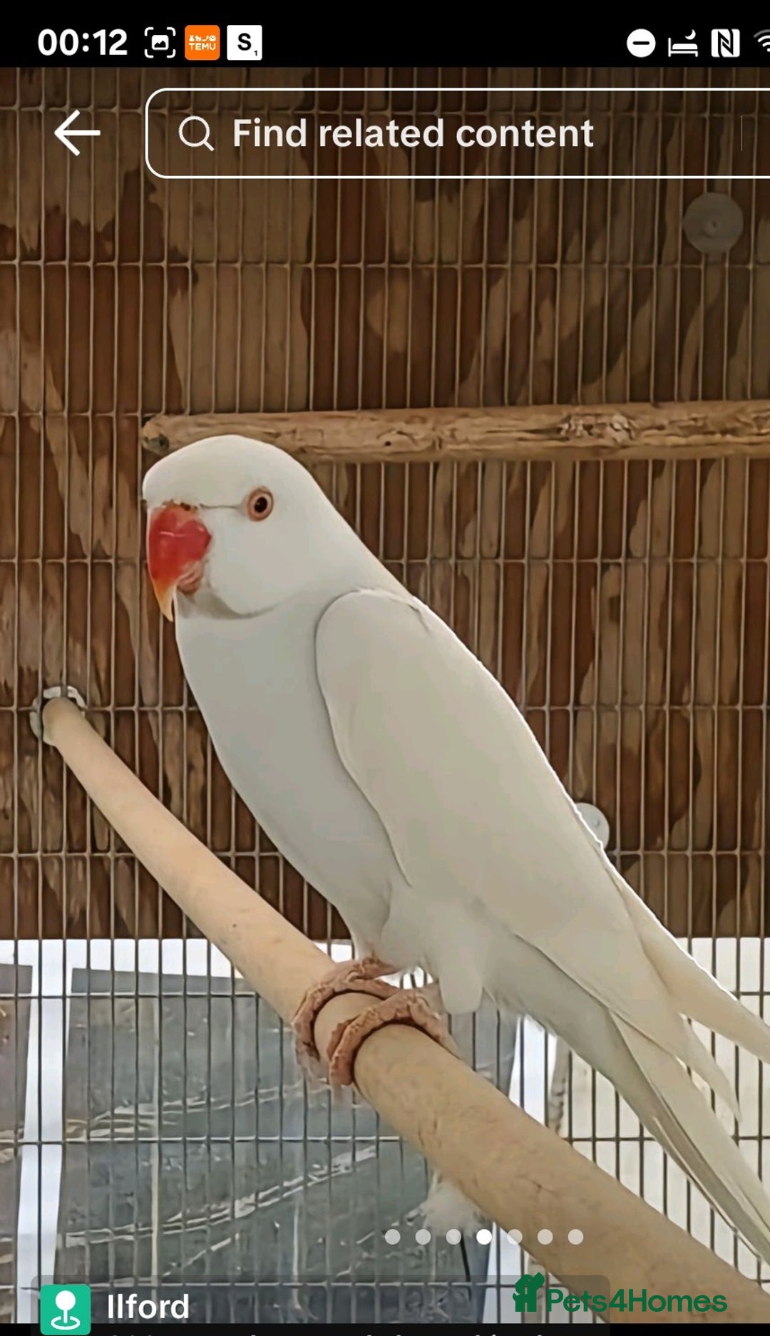 Ringnecks birds for sale: Male ringneck  - Advert 2