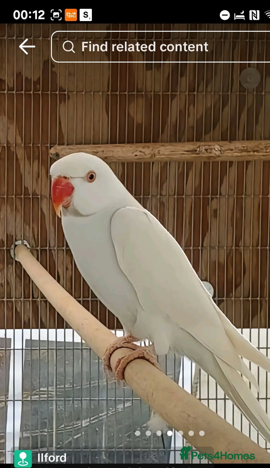 Ringnecks birds for sale: Male ringneck  - Advert 2