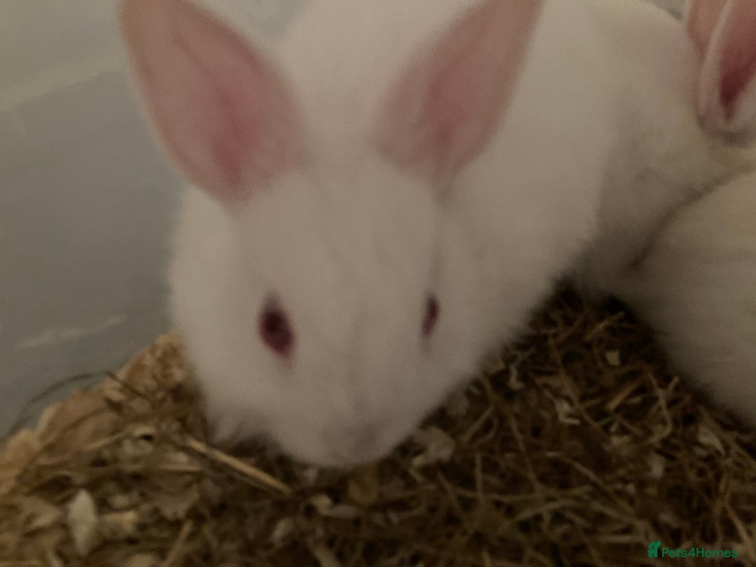 New Zealand rabbits for sale: Baby New Zealand bunnies for sale in hull - Image 1