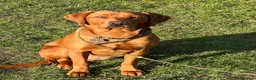 Labrador Retriever dogs for sale: KC registered Fox Red Labrador puppies. - Advert 7