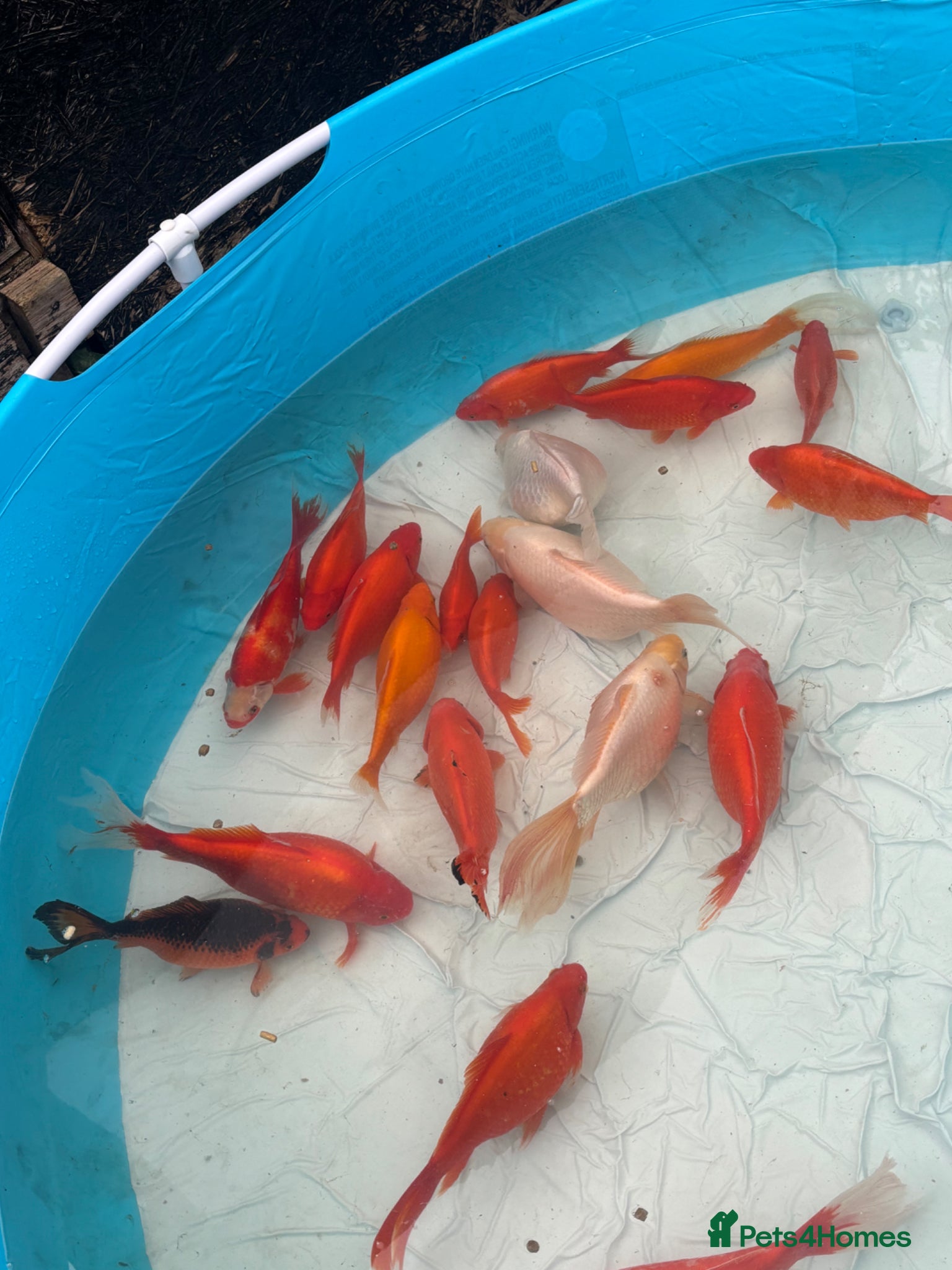 Fancy Goldfish fish Fancy gold fish for sale 🐟🎏 - Advert 5