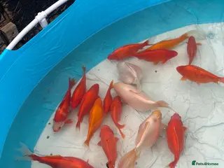 Fancy Goldfish fish Fancy gold fish for sale 🐟🎏 - Advert 5