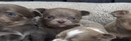 Chihuahua dogs for sale: 🐾🩶 OUTSTANDING litter of EXCEPTIONAL Chihuahuas - Advert 10