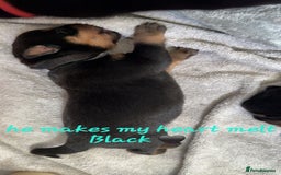 Rottweiler dogs for sale: Rottweiler puppies  - Image 8
