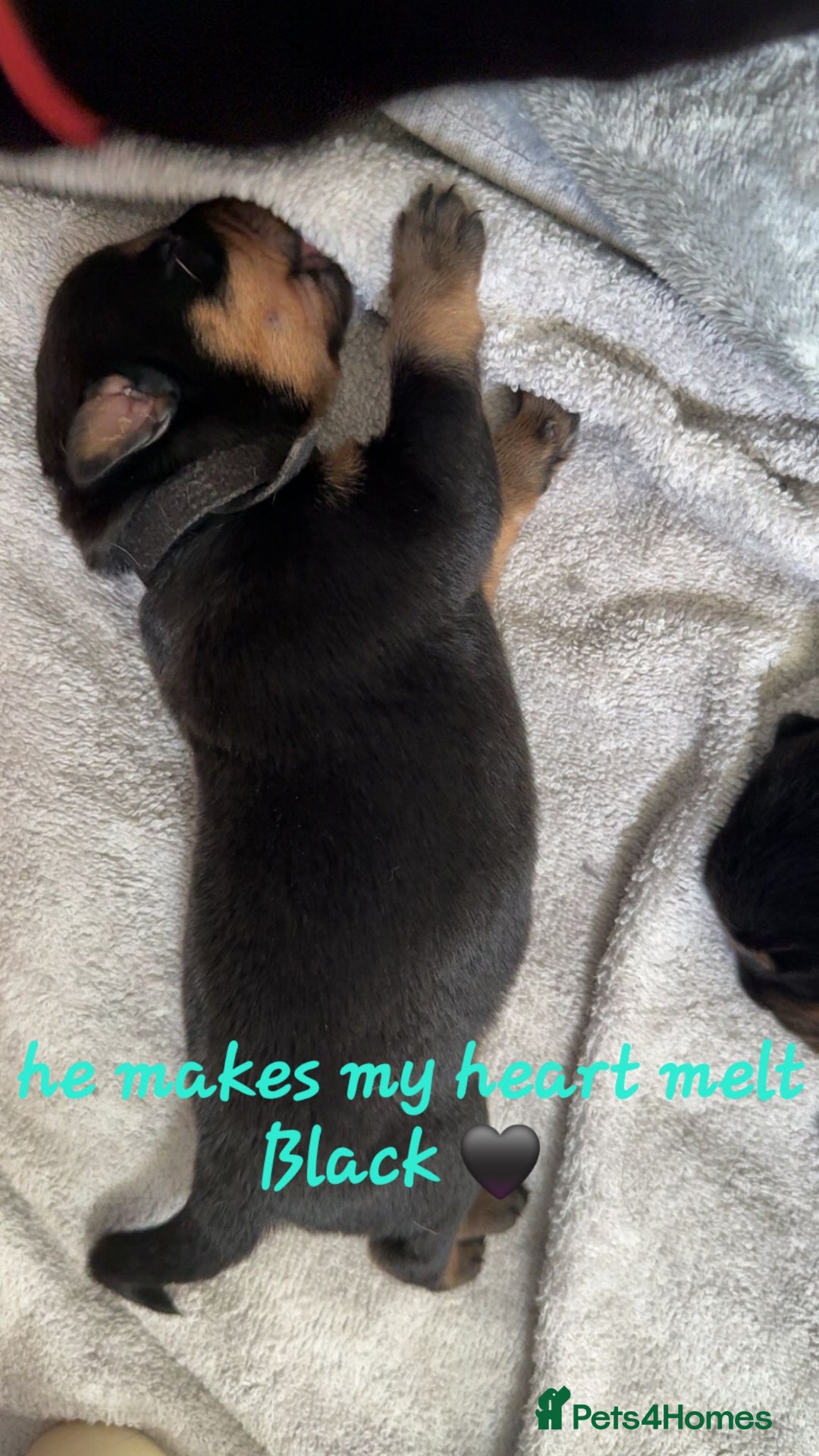 Rottweiler dogs for sale: Rottweiler puppies  - Image 8