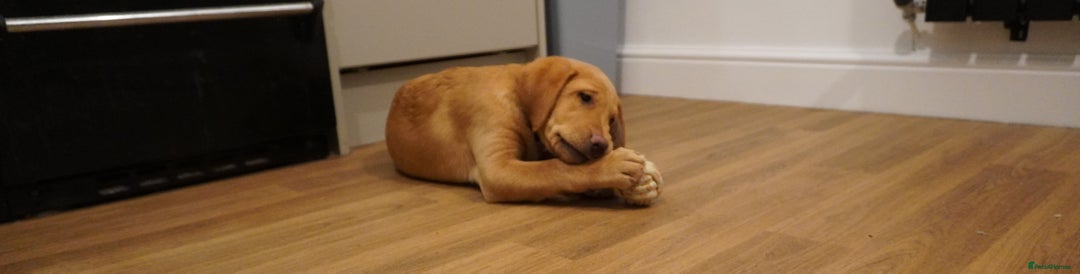 Labrador Retriever dogs for sale: Stunning KC Fox Red & Yellow Labrador Puppies - Advert 8