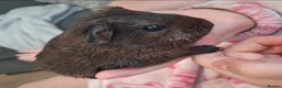Guinea Pig rodents for sale: Gorgeous baby boars - Advert 9
