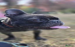 French Bulldog dogs for sale: French Bull Dog - Advert 1