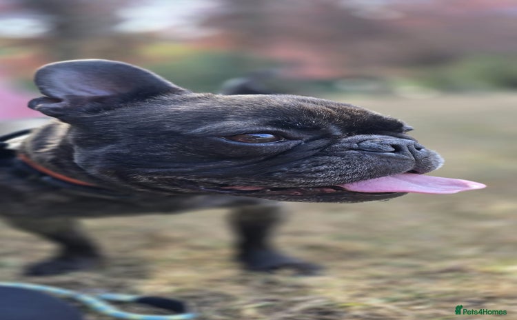 French Bulldog dogs French Bull Dog - Advert 1