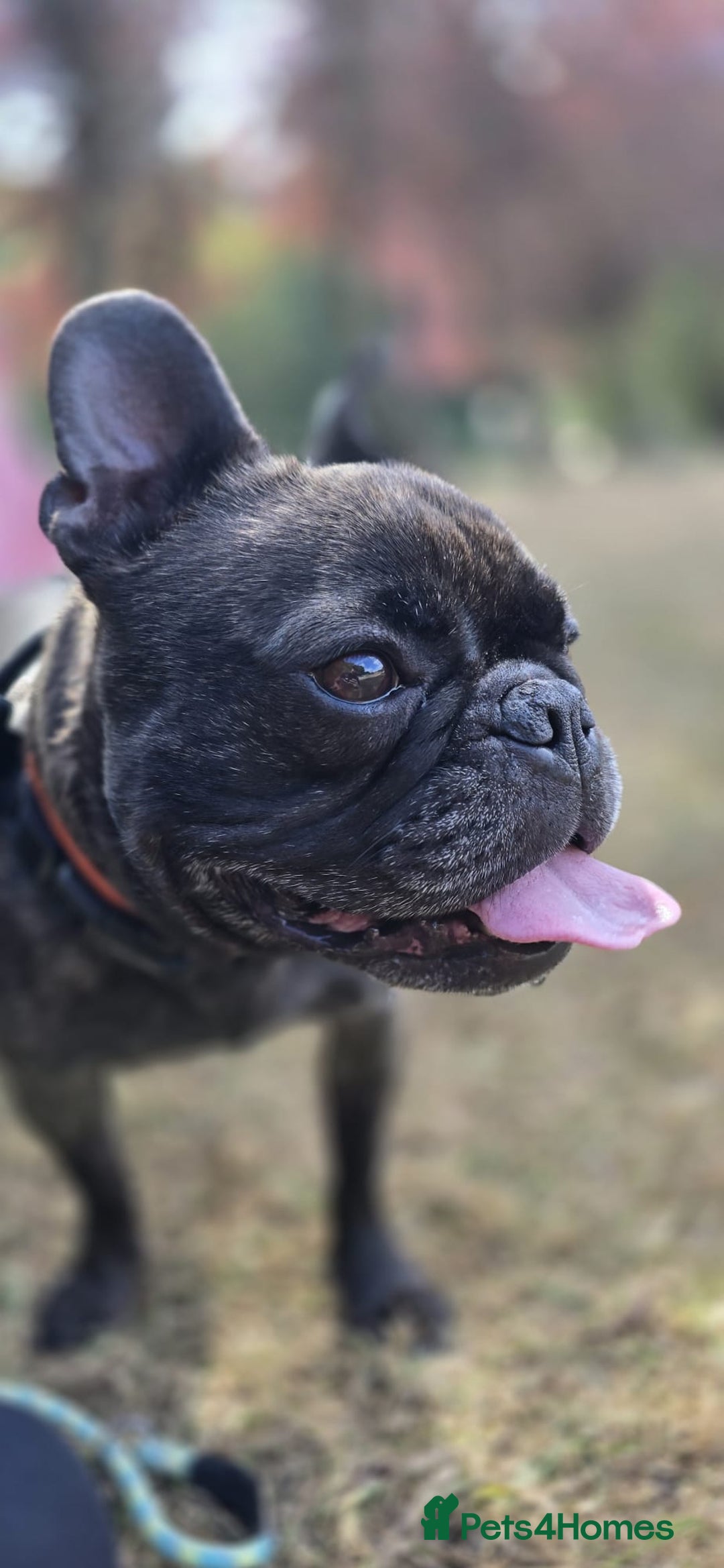 French Bulldog dogs for sale: French Bull Dog - Advert 1