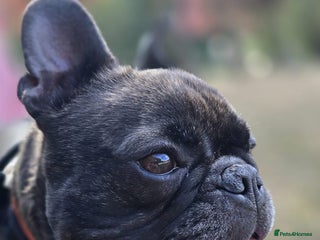 French Bulldog dogs French Bull Dog - Advert 1