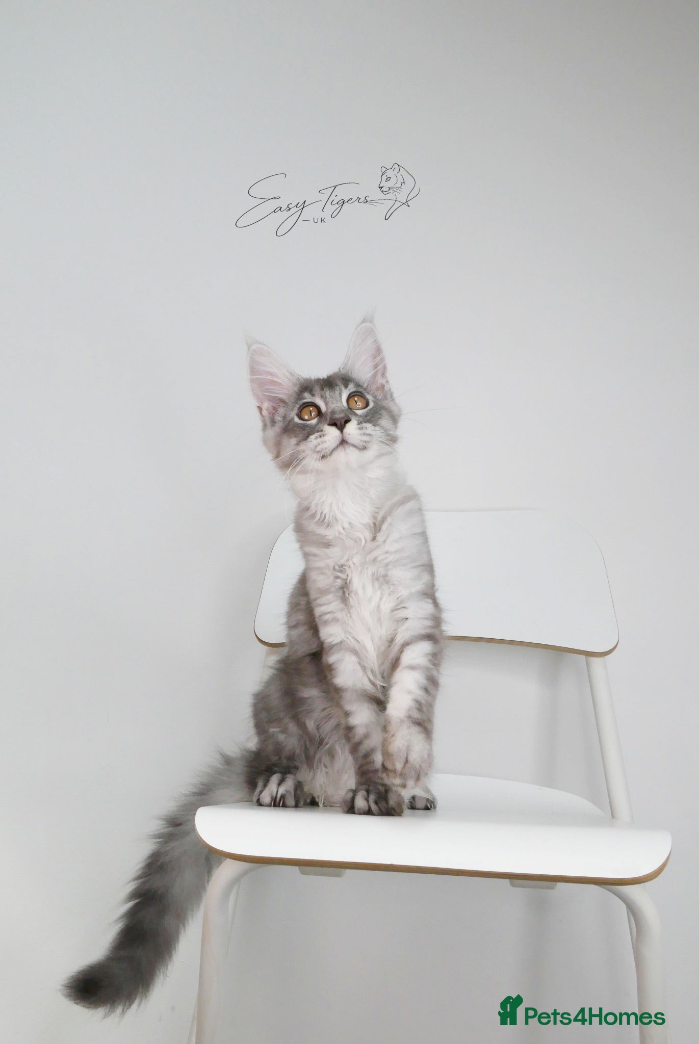 Maine Coon cats Only 2 beautiful boys left  - Advert 1