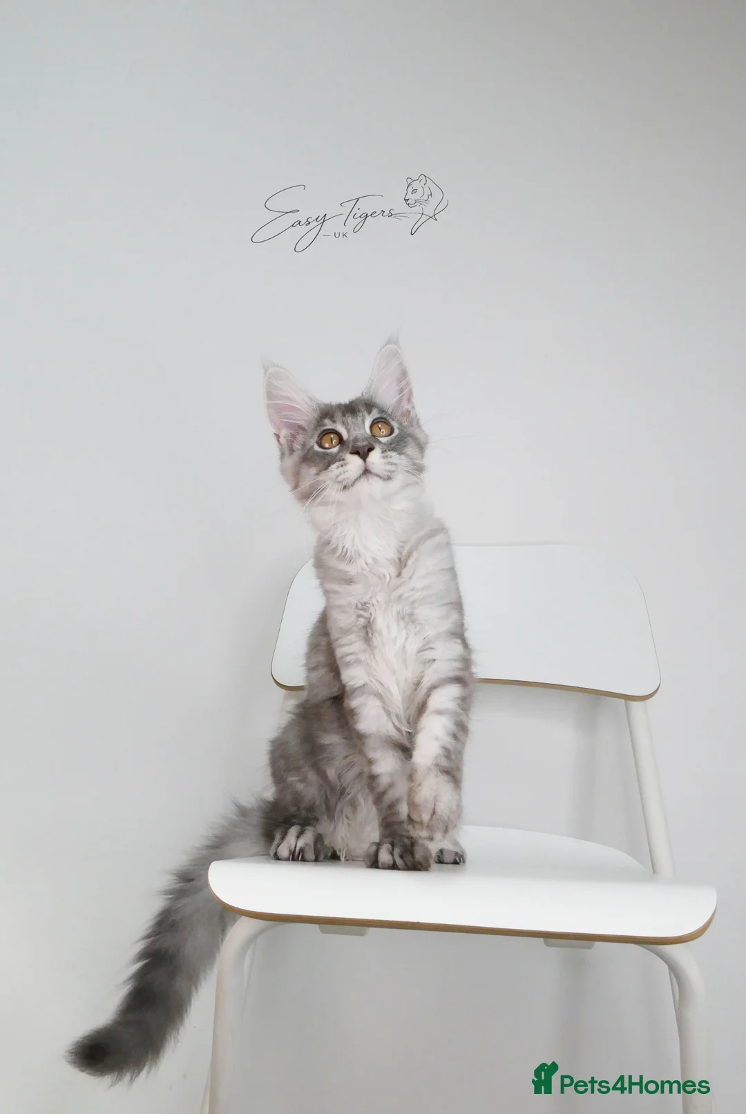 Maine Coon cats for sale:     Limited Summer Offer – Reduced Kitten Prices - Advert 1