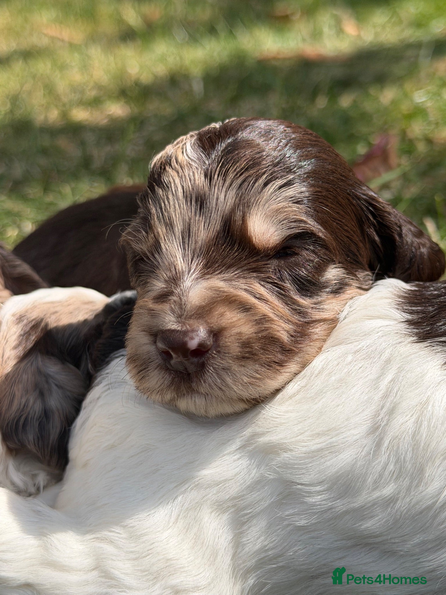 Sproodle dogs F1 Sproodles FULLY DNA 5⭐️ Licensed Breeder - Advert 1