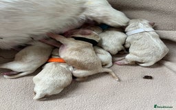 Shihpoo dogs for sale: Shihpoo puppies looking for homes - Image 3