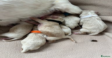 Shihpoo dogs - Advert 11