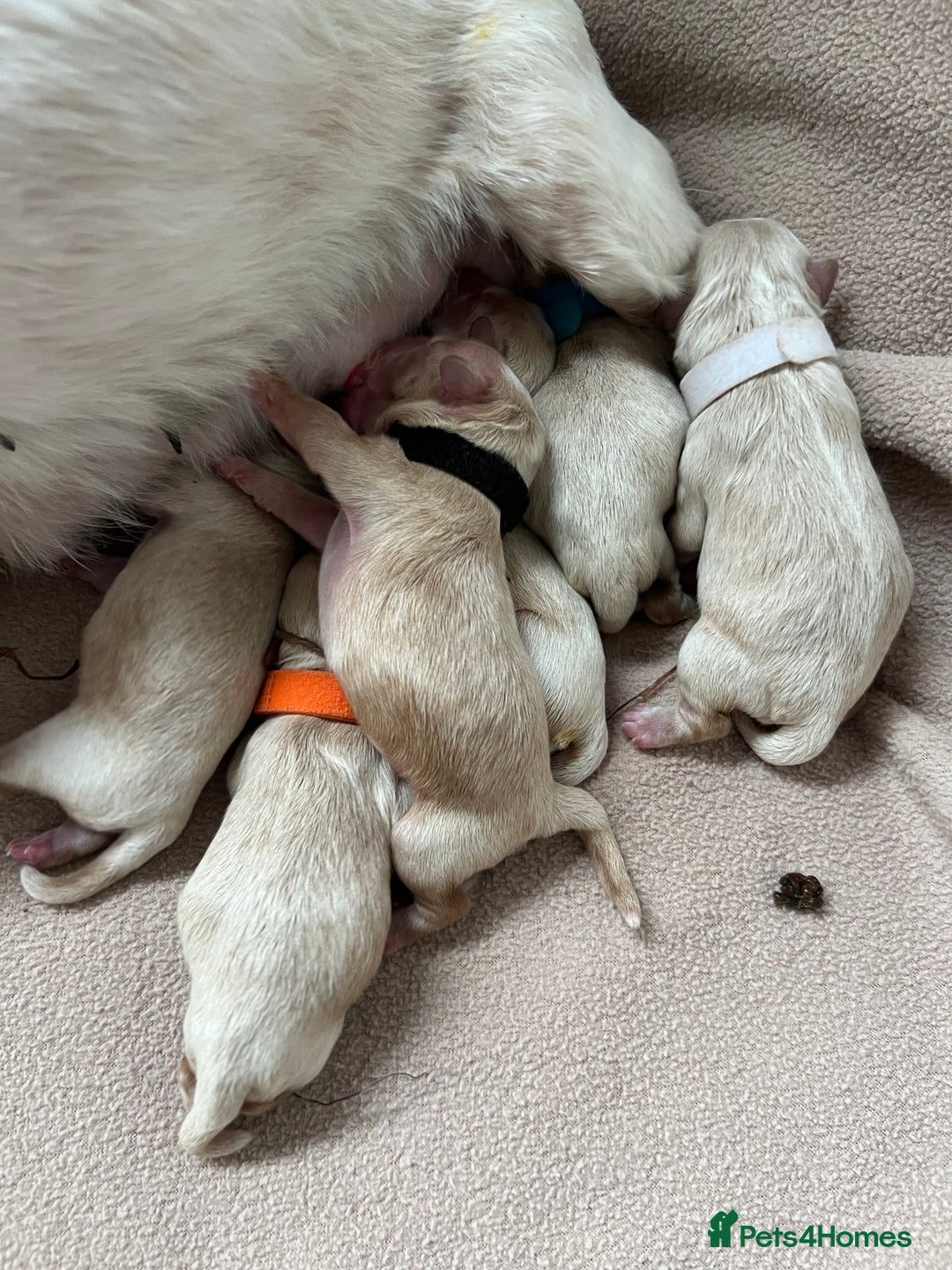 Shihpoo dogs for sale: Shihpoo puppies looking for homes - Image 3