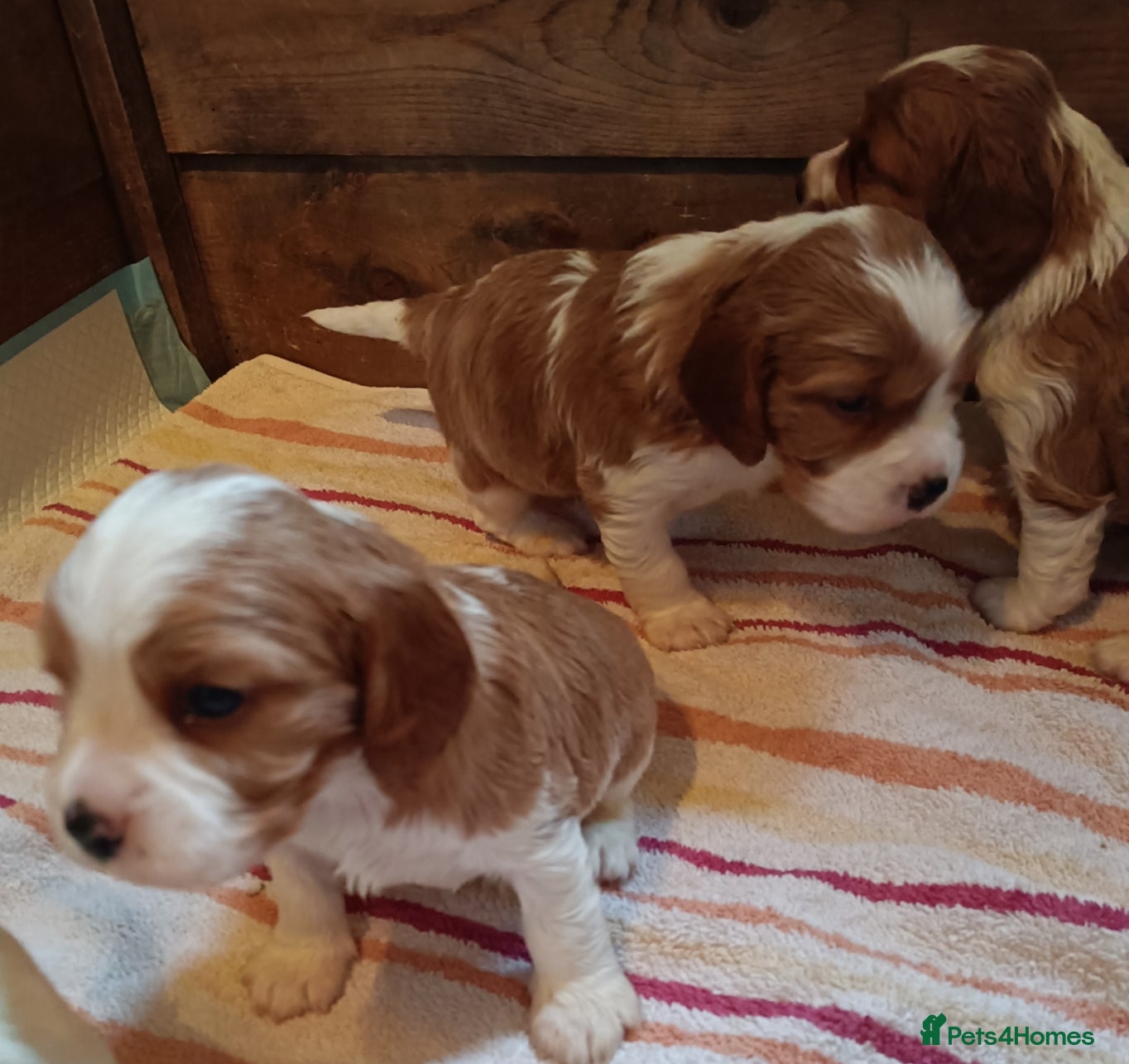 Cockalier dogs Cockalier puppies all parents fully health checked - Advert 7