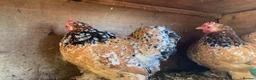 Chickens poultry for sale: Pekins various colours ages and sexes - Advert 9