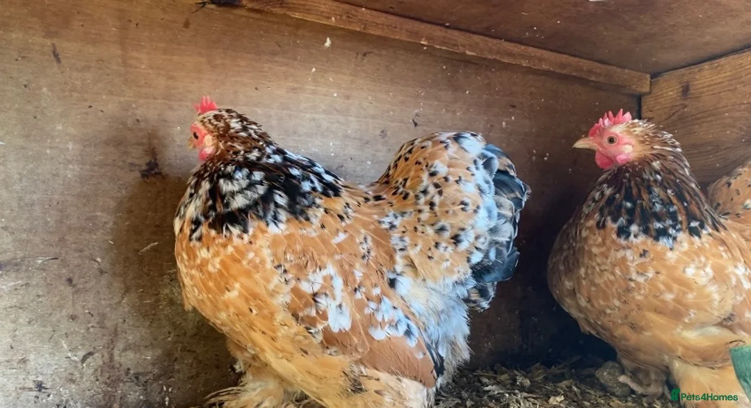 Chickens poultry for sale: Pekins various colours ages and sexes - Advert 9
