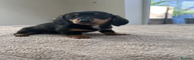 Miniature Dachshund Puppy 2