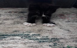Mixed Breed cats for sale: 3 very fluffy kittens - Image 3