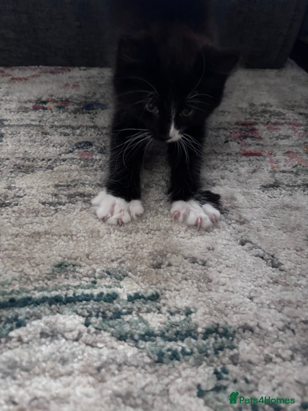 Mixed Breed cats for sale: 3 very fluffy kittens - Image 3